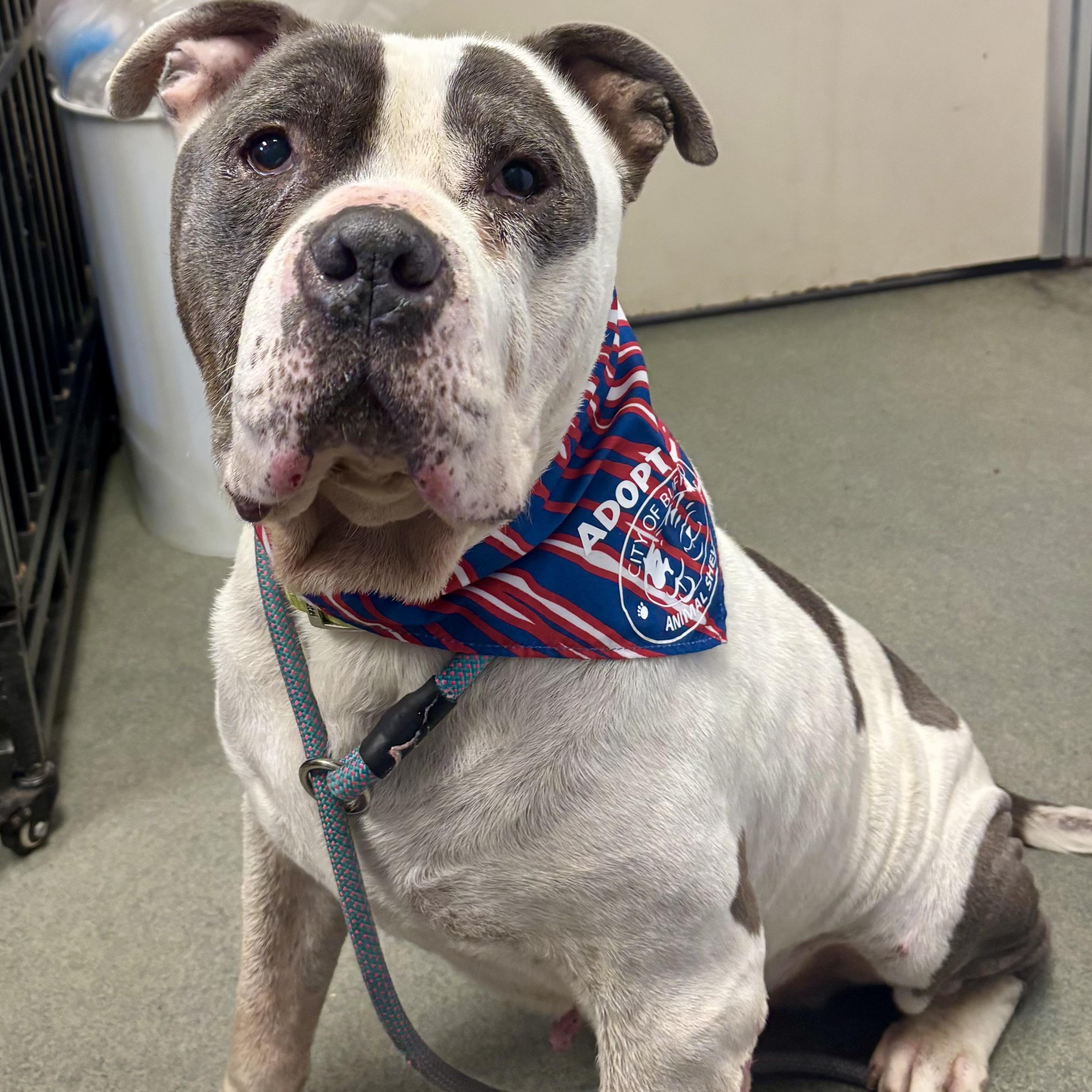 Enlarge Slow Roll, a Adopted American Bully in Buffalo, NY image 6/6