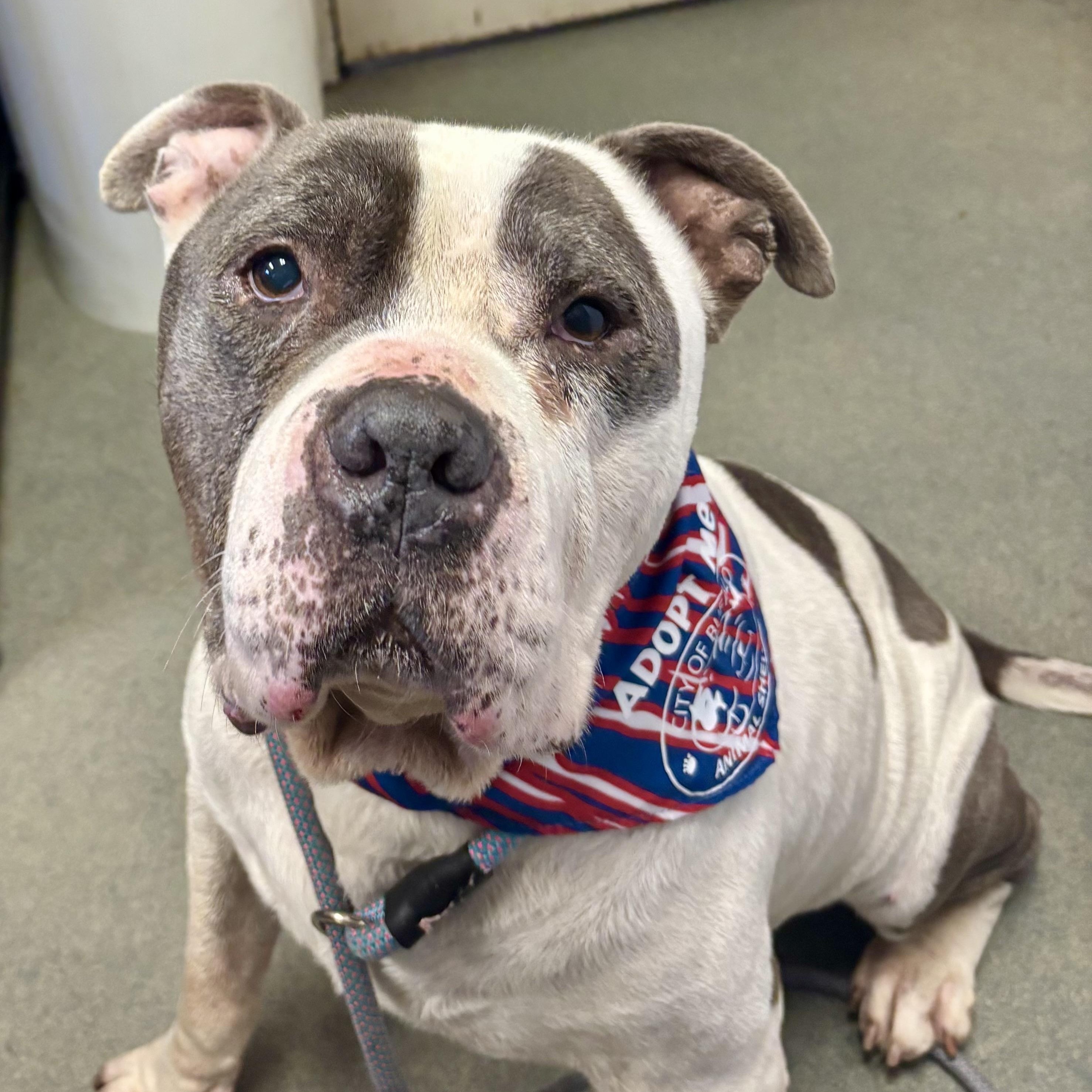 Enlarge Slow Roll, a Adopted American Bully in Buffalo, NY image 1/6