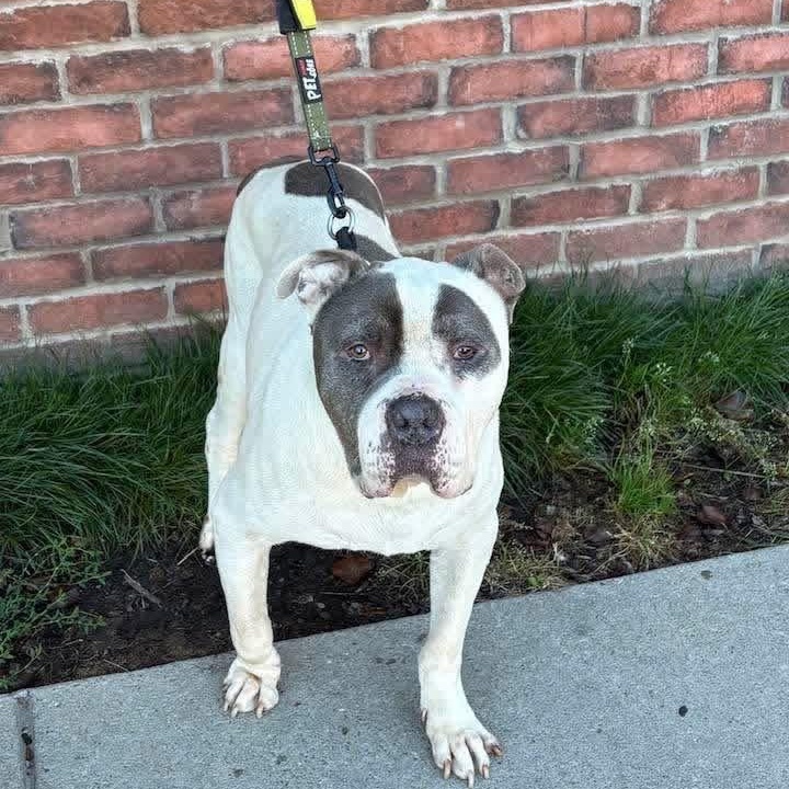 Enlarge Slow Roll, a Adopted American Bully in Buffalo, NY image 4/6