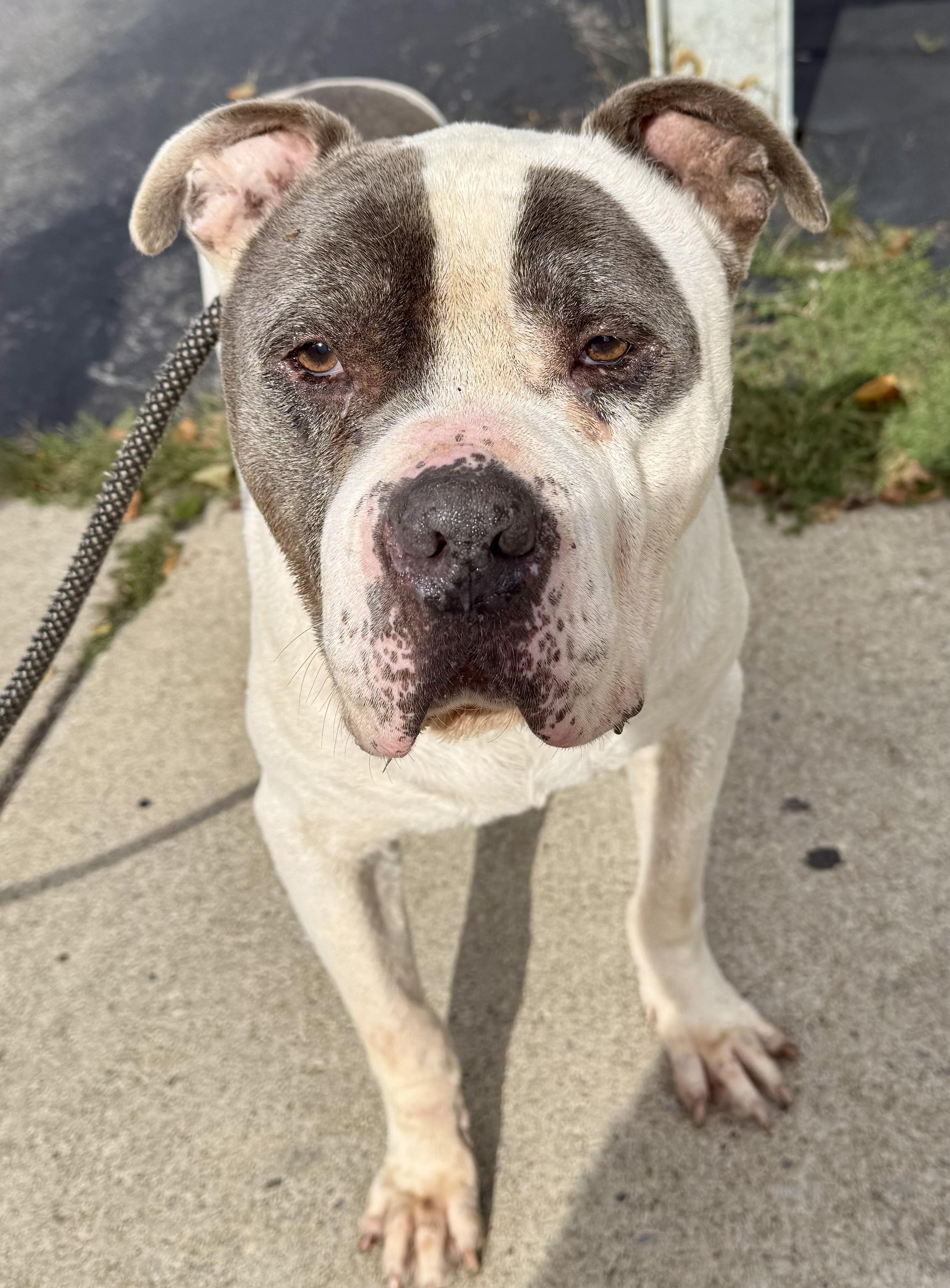 Enlarge Slow Roll, a Adopted American Bully in Buffalo, NY image 2/6