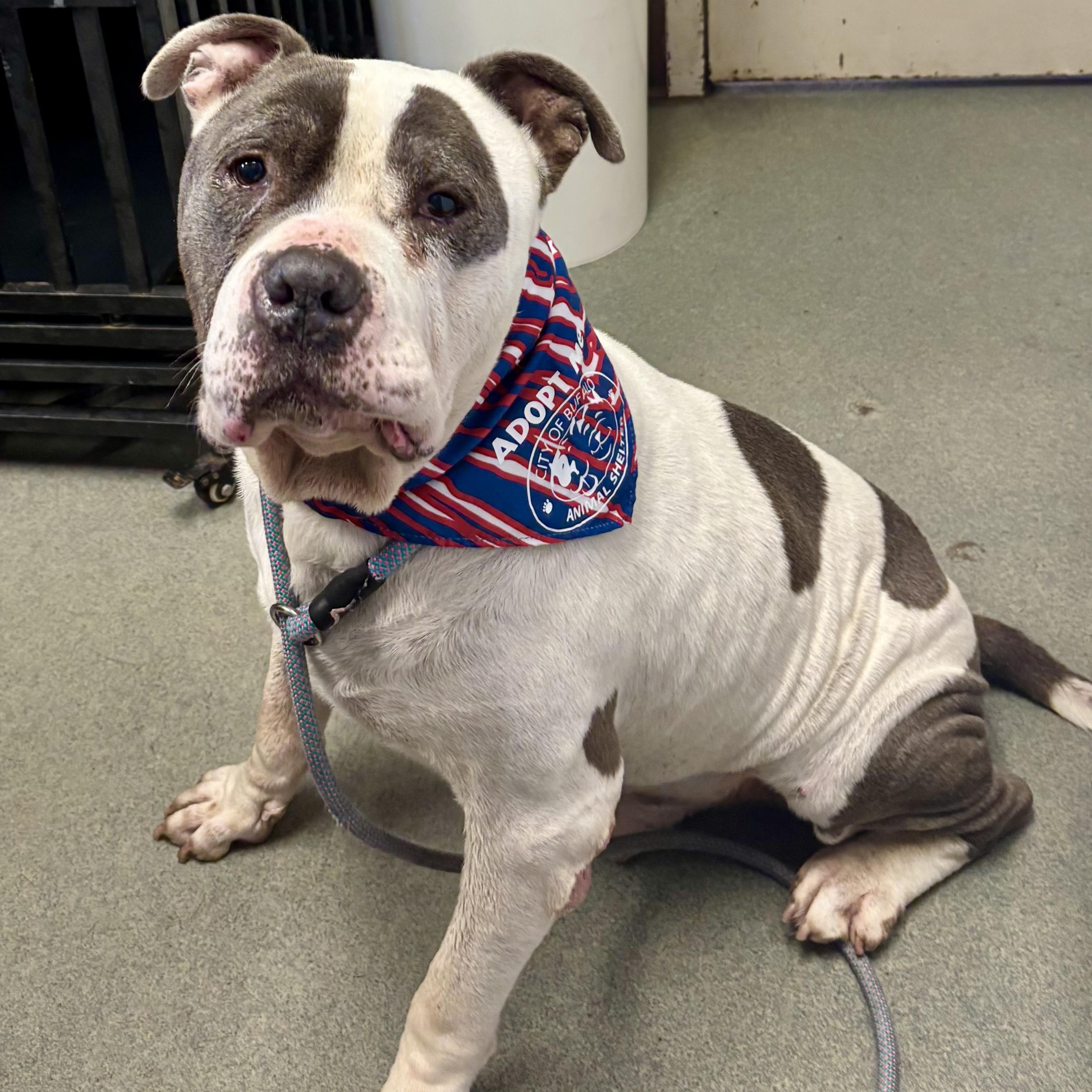 Enlarge Slow Roll, a Adopted American Bully in Buffalo, NY image 5/6