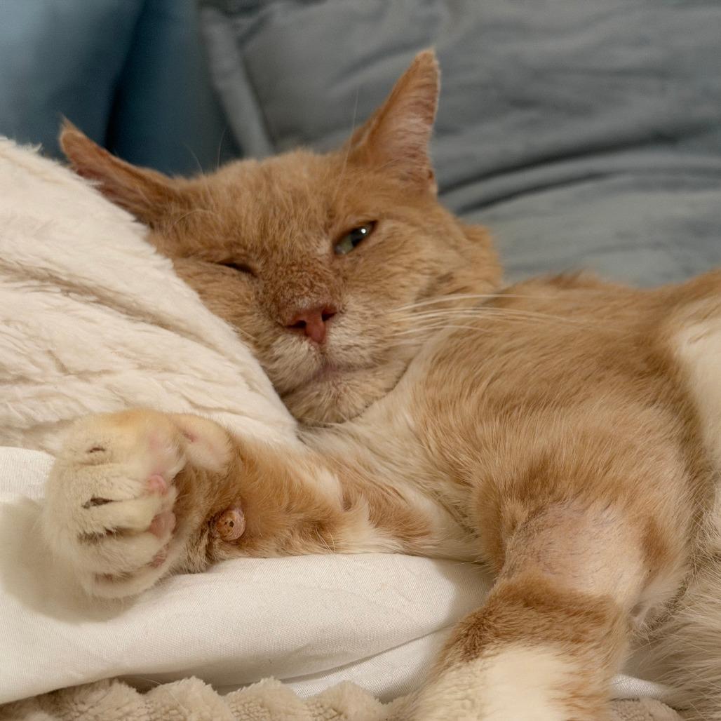 Enlarge Bingo, a Adoptable Domestic Short Hair in Harrisonburg, VA image 1/5