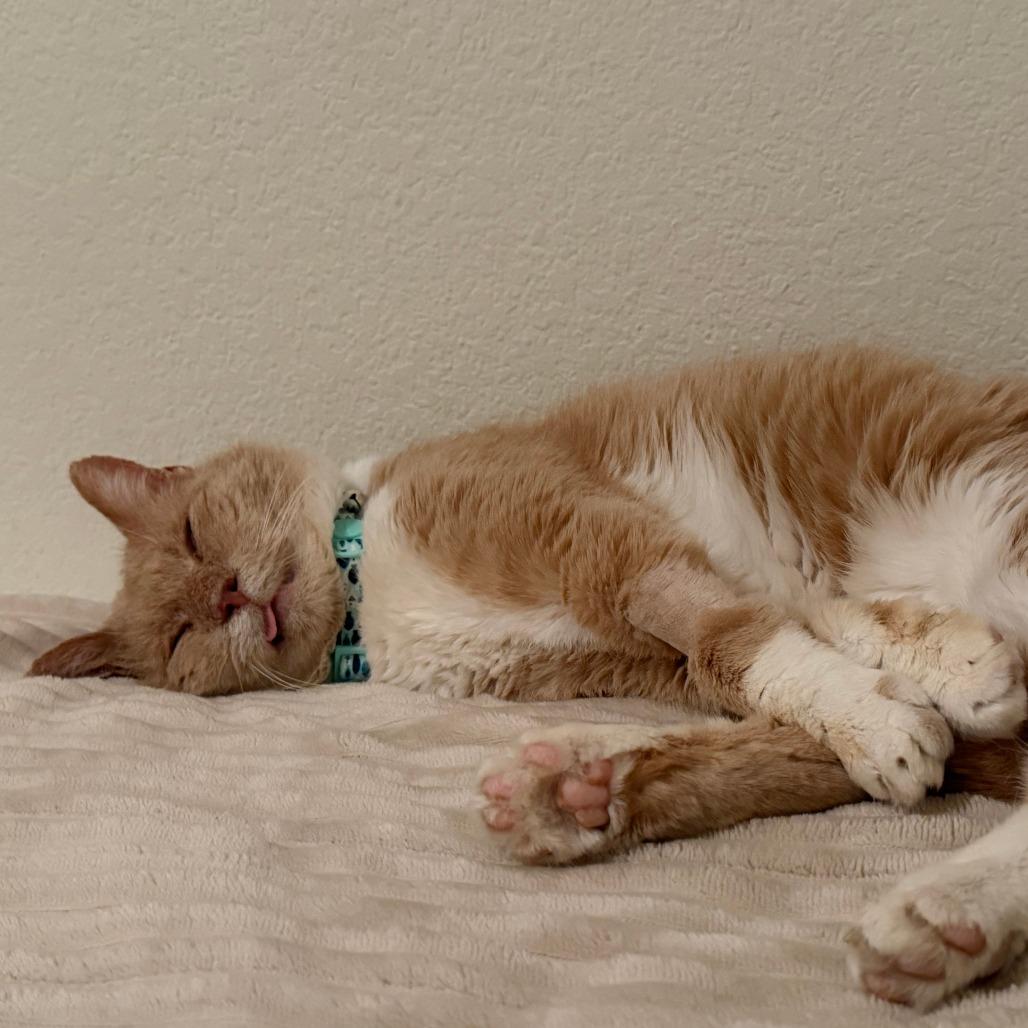 Enlarge Bingo, a Adoptable Domestic Short Hair in Harrisonburg, VA image 2/5