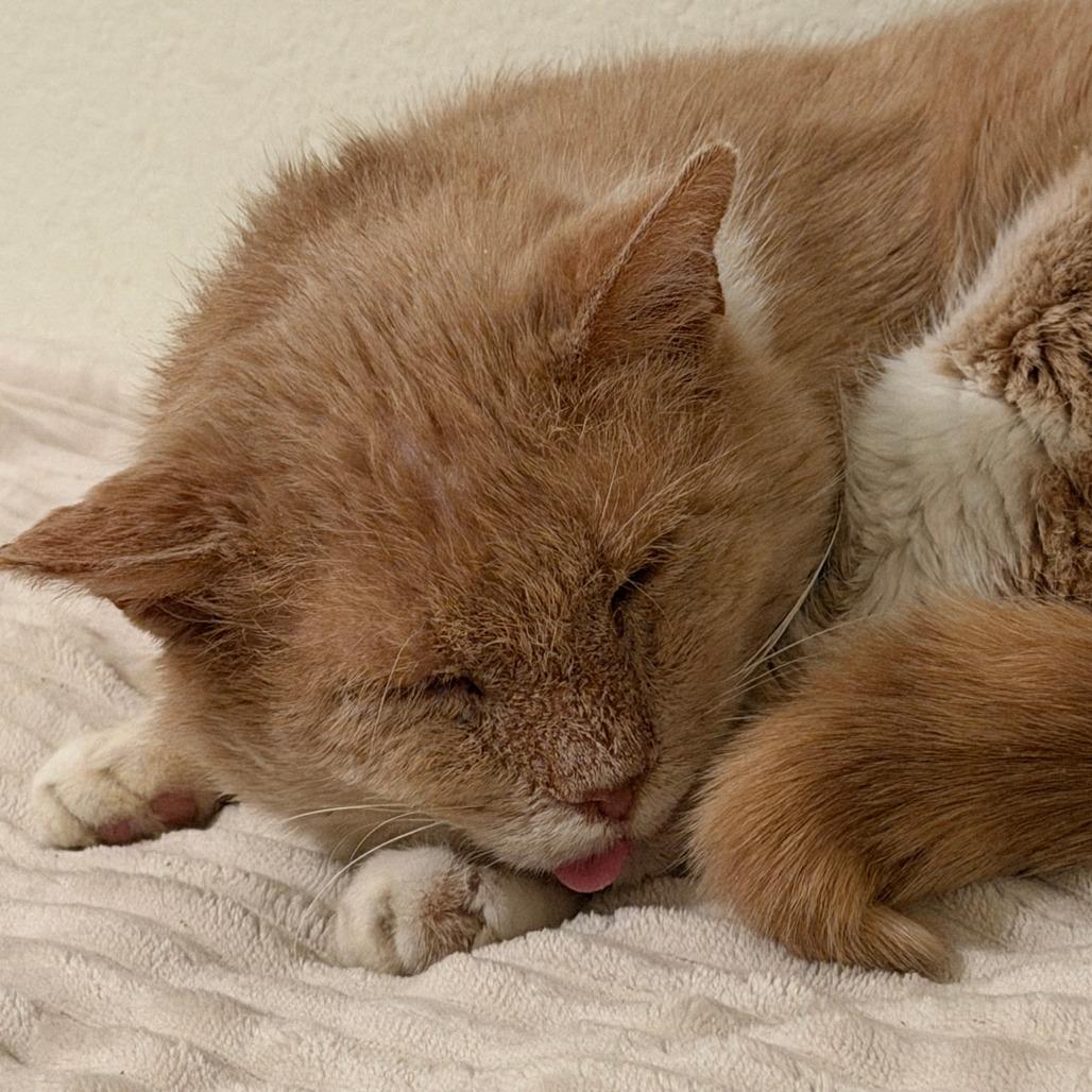 Enlarge Bingo, a Adoptable Domestic Short Hair in Harrisonburg, VA image 3/5