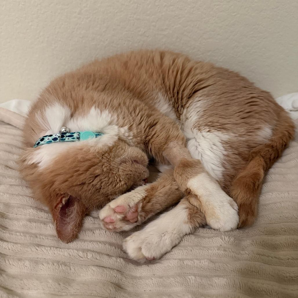 Enlarge Bingo, a Adoptable Domestic Short Hair in Harrisonburg, VA image 4/5