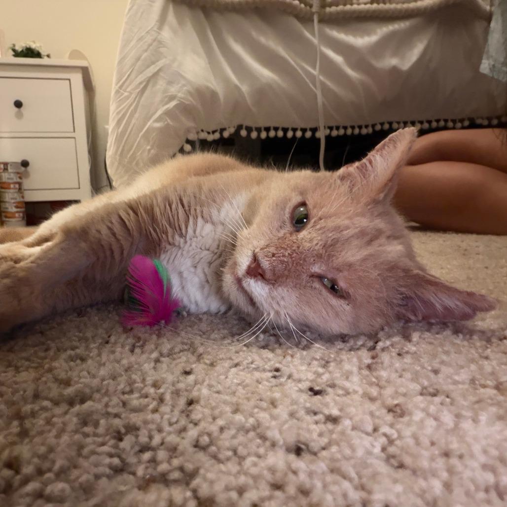 Enlarge Bingo, a Adoptable Domestic Short Hair in Harrisonburg, VA image 5/5