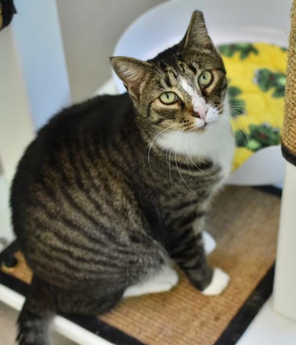 Enlarge Shakespeare, a Adoptable Domestic Short Hair in Marietta, GA image 1/6