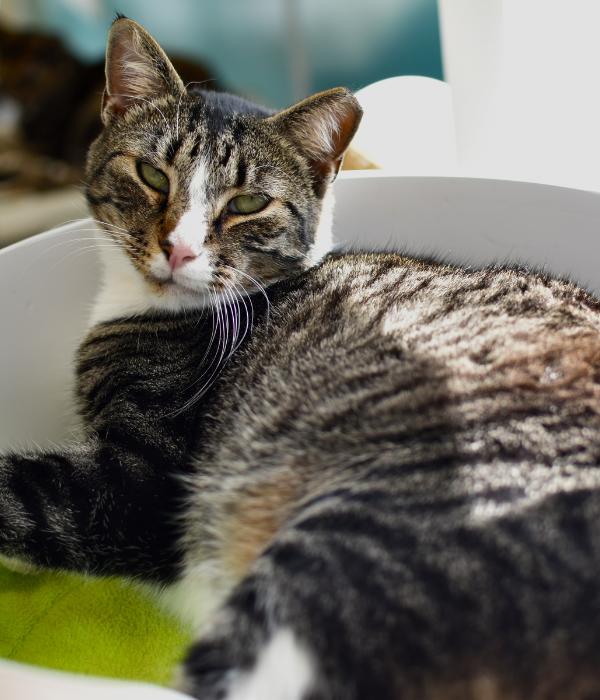 Enlarge Shakespeare, a Adoptable Domestic Short Hair in Marietta, GA image 2/6