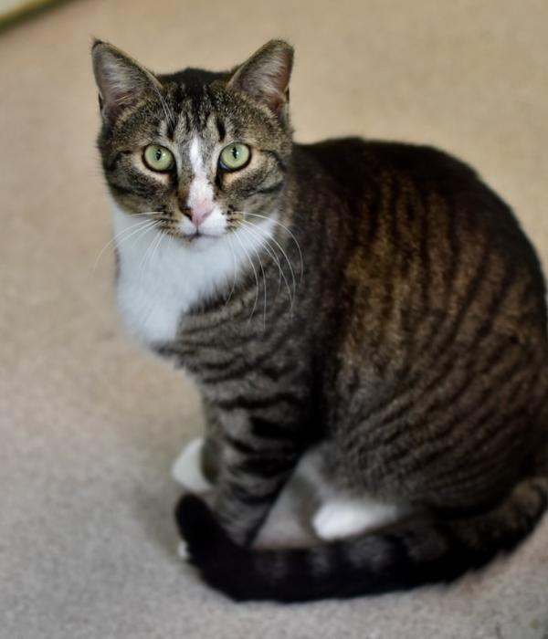 Enlarge Shakespeare, a Adoptable Domestic Short Hair in Marietta, GA image 3/6