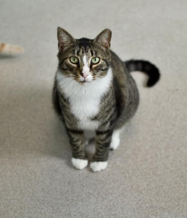 Enlarge Shakespeare, a Adoptable Domestic Short Hair in Marietta, GA image 5/6
