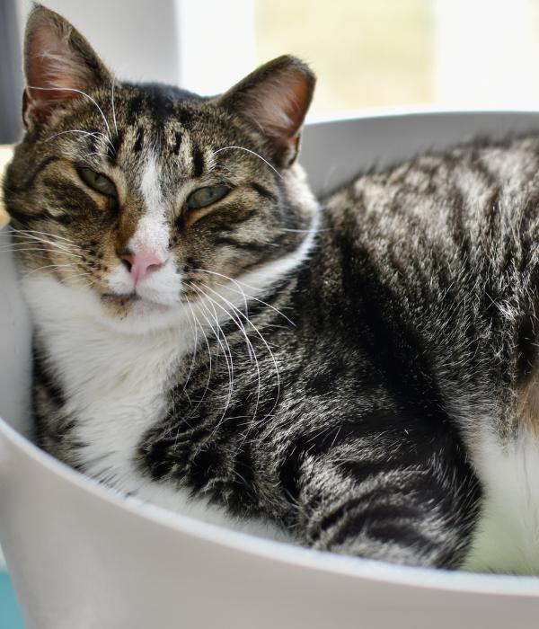 Enlarge Shakespeare, a Adoptable Domestic Short Hair in Marietta, GA image 6/6