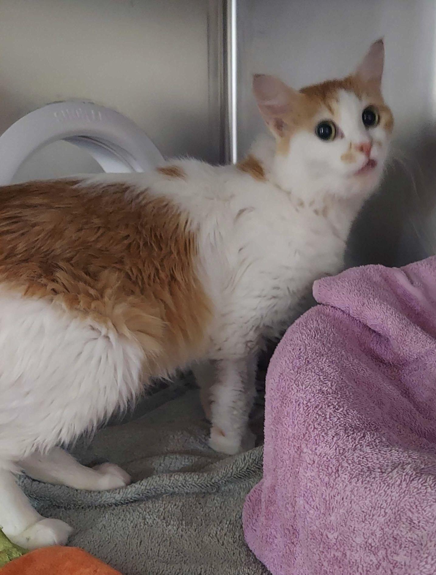 Season, Adoptable, Young Female Domestic Short Hair.