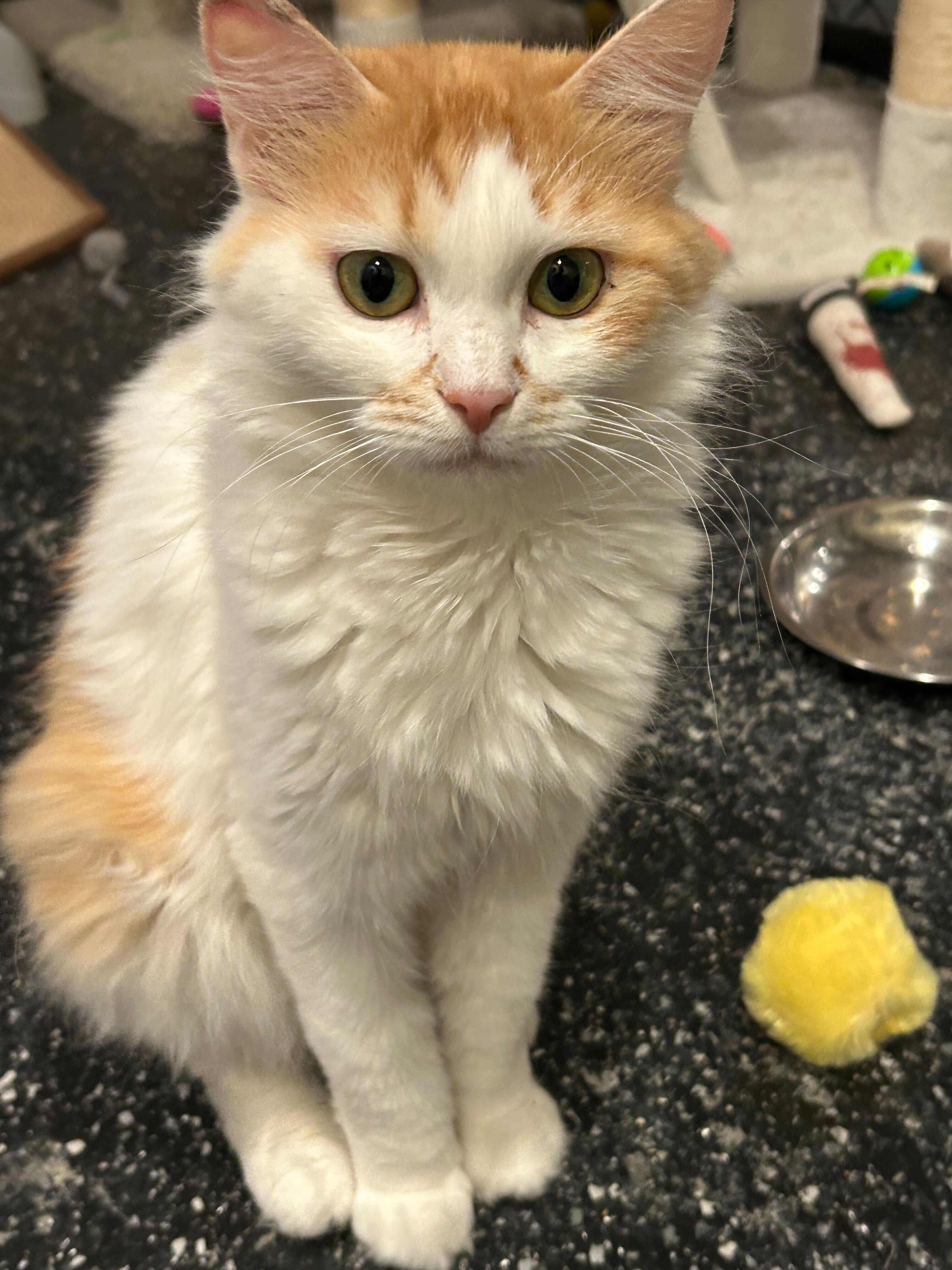 Season, Adoptable, Young Female Domestic Short Hair.