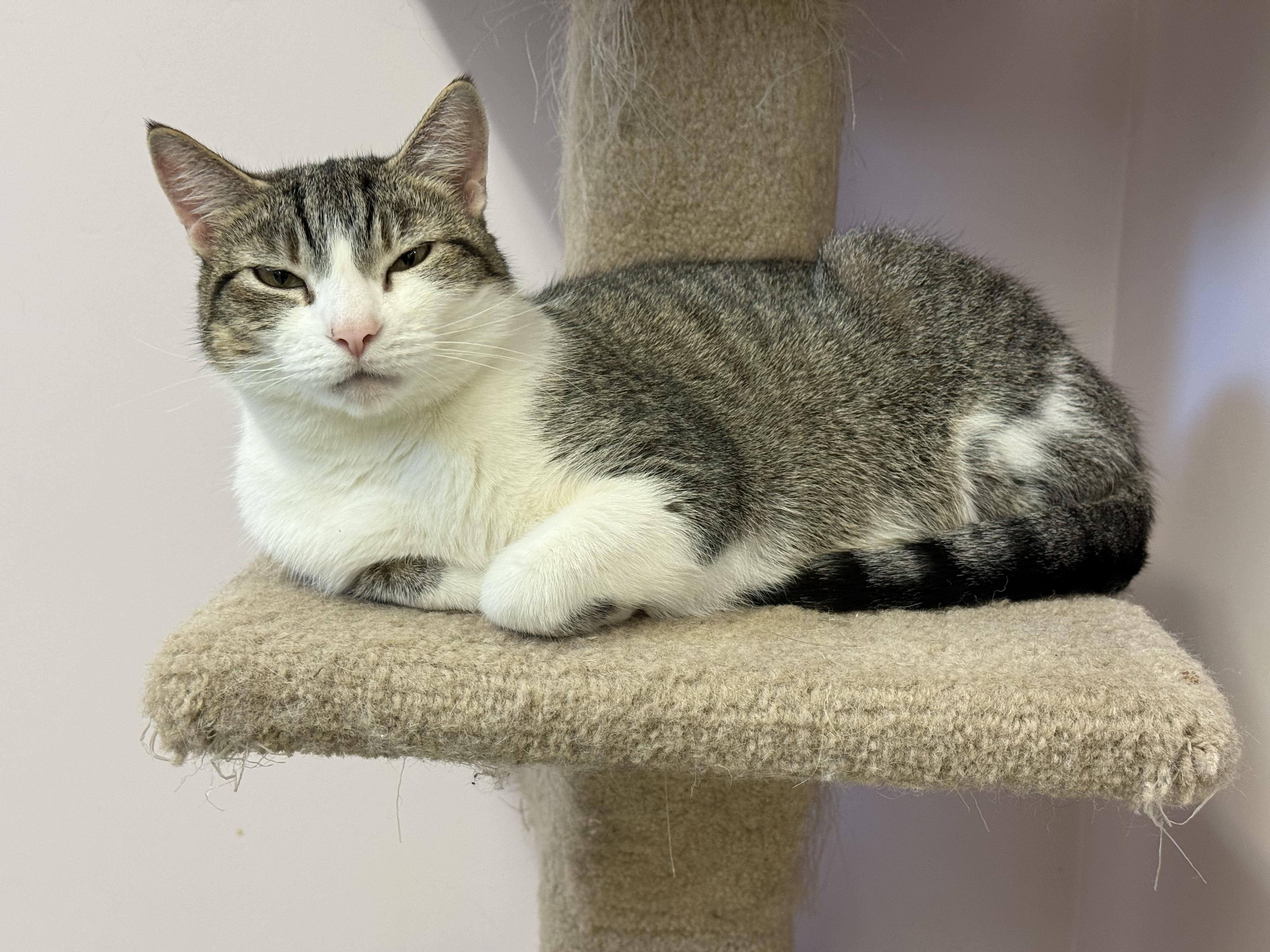Sensi, Adoptable, Adult Female Domestic Short Hair.