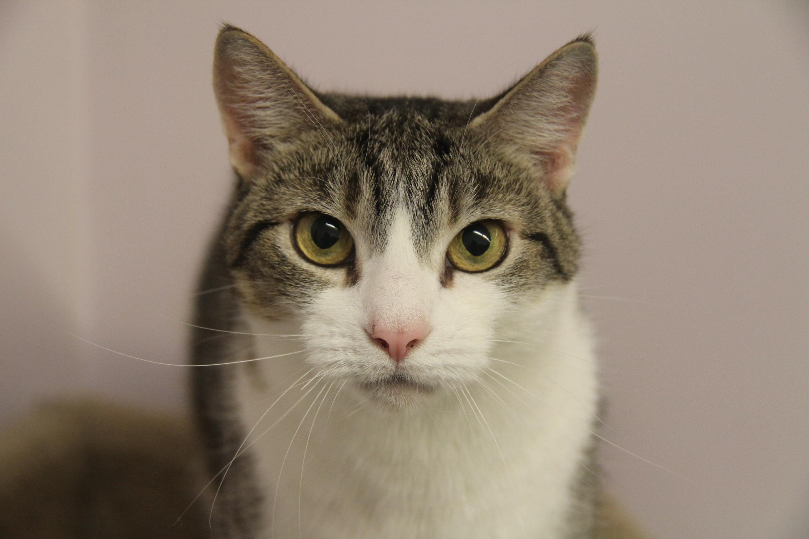 Sensi, a Adoptable Domestic Short Hair in Norton, MA image 1/2