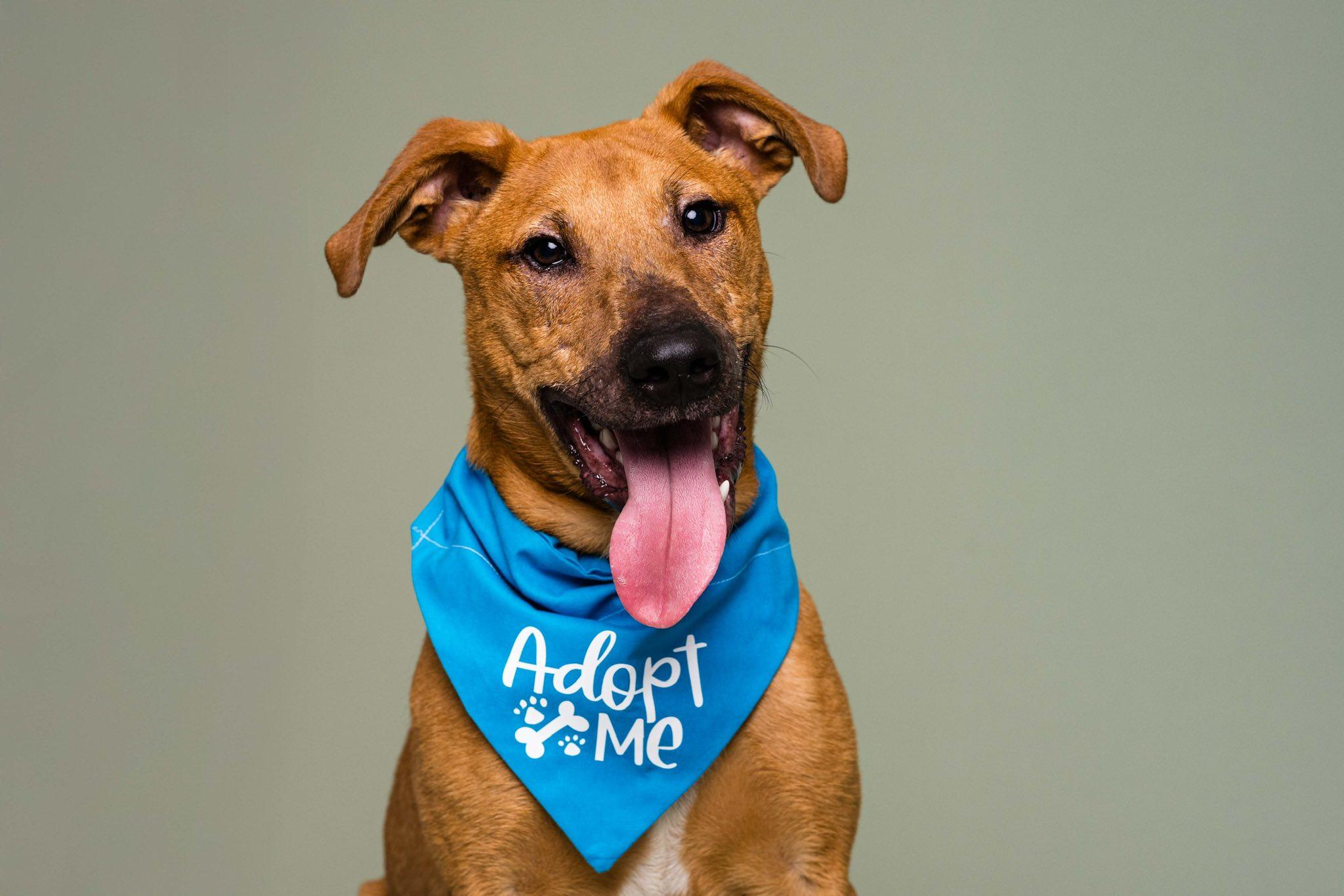 Clark, a Adoptable Mixed Breed in Oregon, OH image 1/4