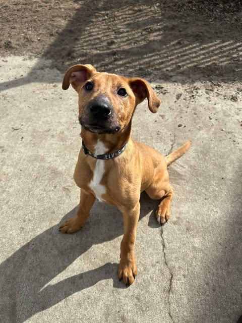 Clark, a Adoptable Mixed Breed in Oregon, OH image 2/4