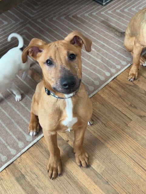 Clark, a Adoptable Mixed Breed in Oregon, OH image 4/4