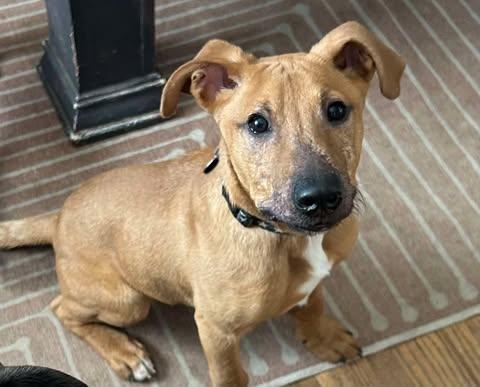 Clark, a Adoptable Mixed Breed in Oregon, OH image 3/4