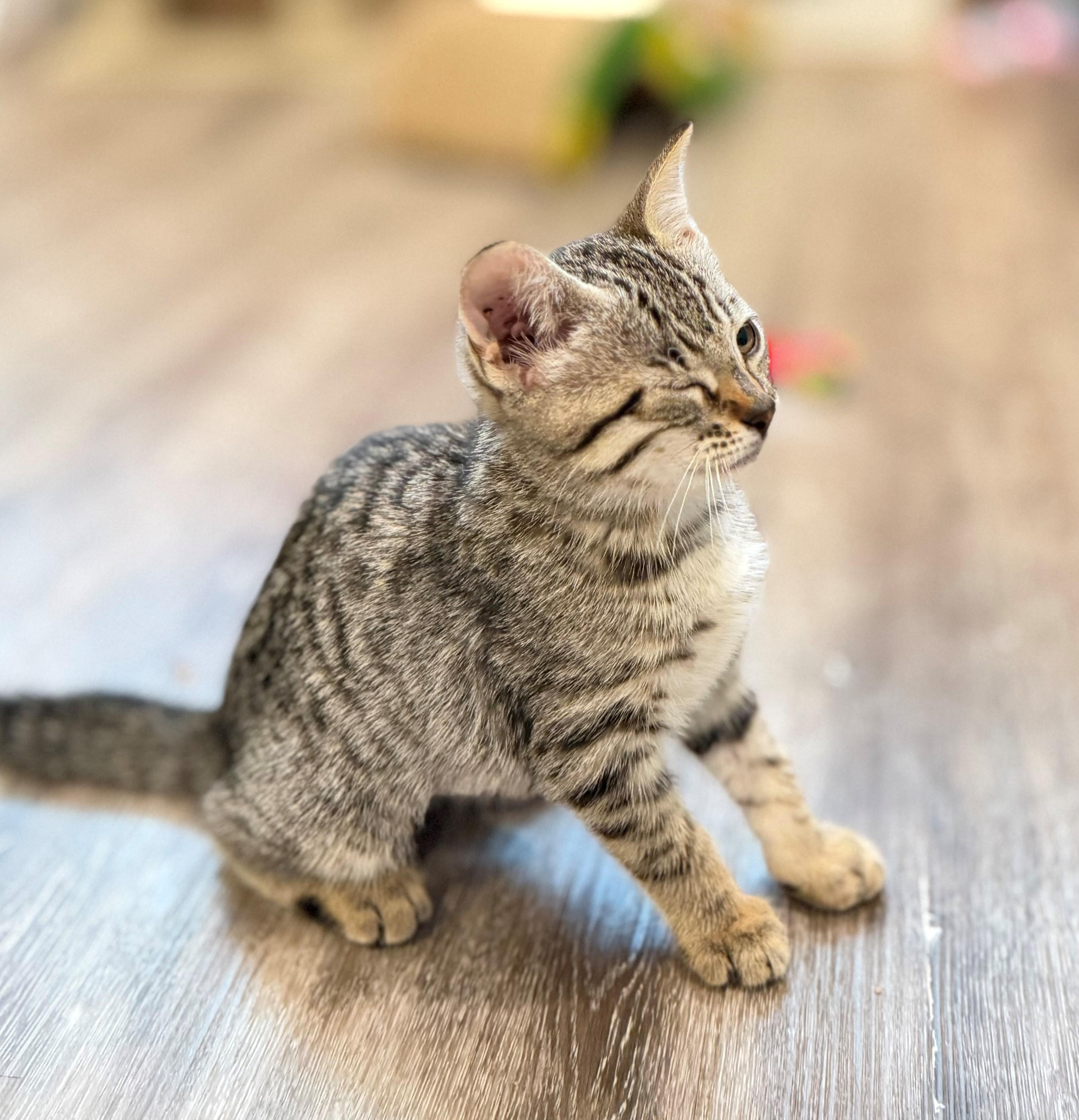 Enlarge Cheetara, an adopted Domestic Short Hair in Hamilton, ON image 3/3