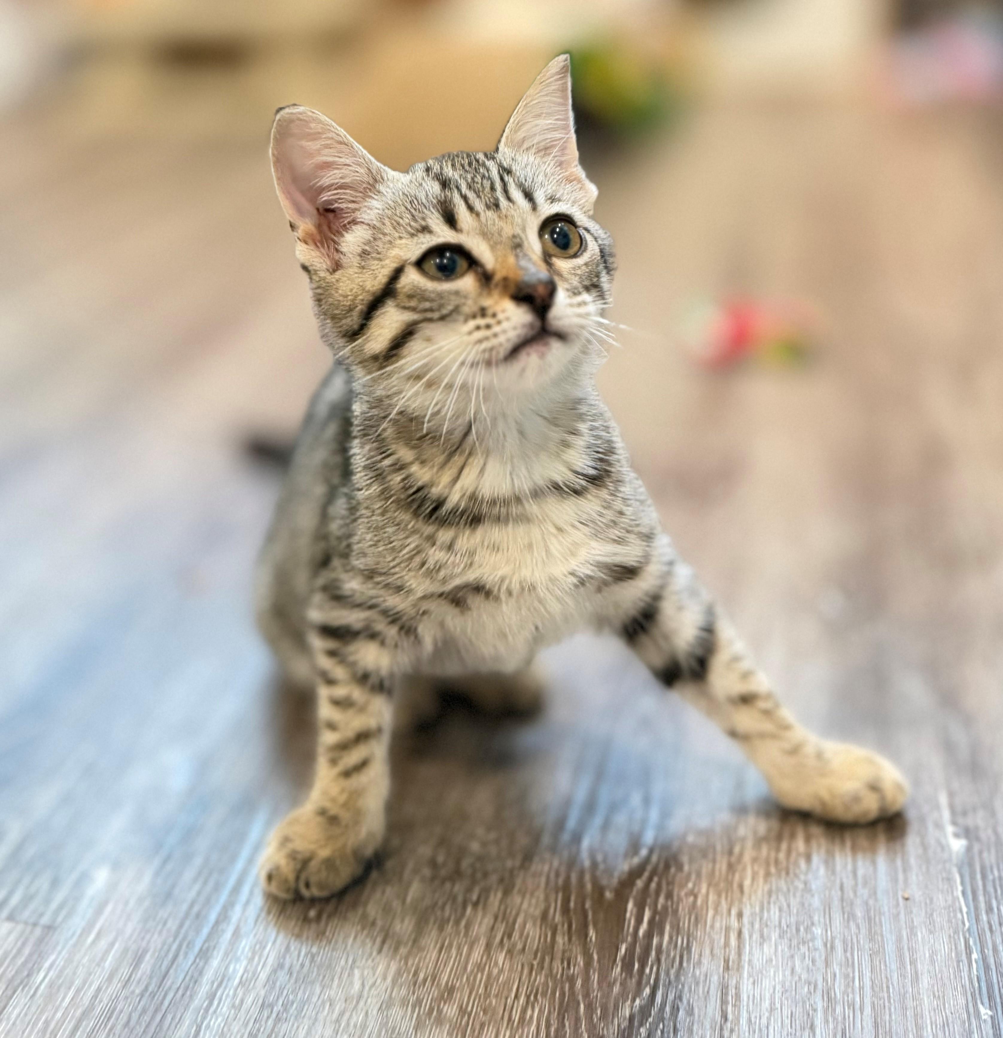 Cheetara, adopted, Kitten Female Domestic Short Hair.
