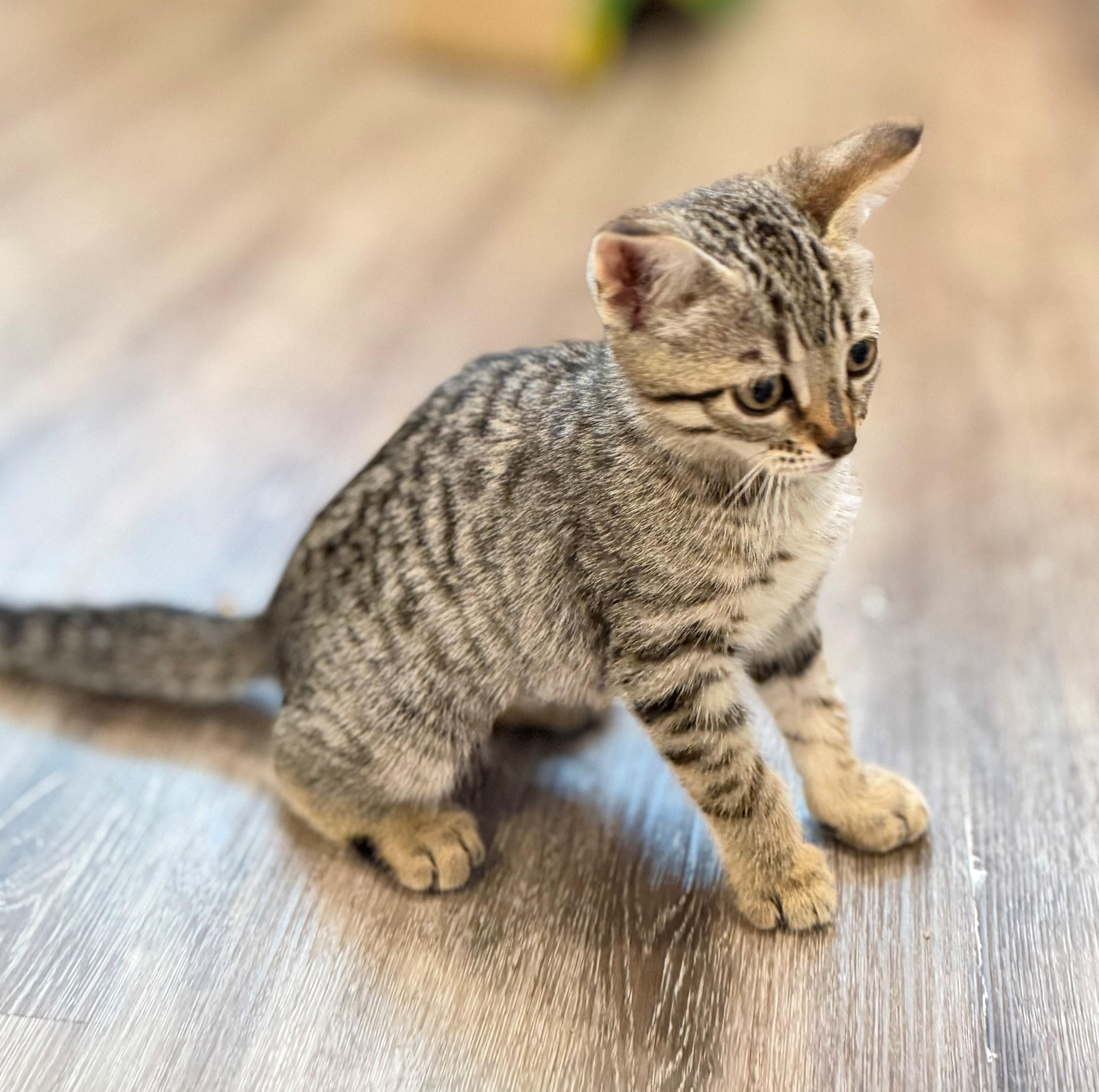 Enlarge Cheetara, an adopted Domestic Short Hair in Hamilton, ON image 2/3