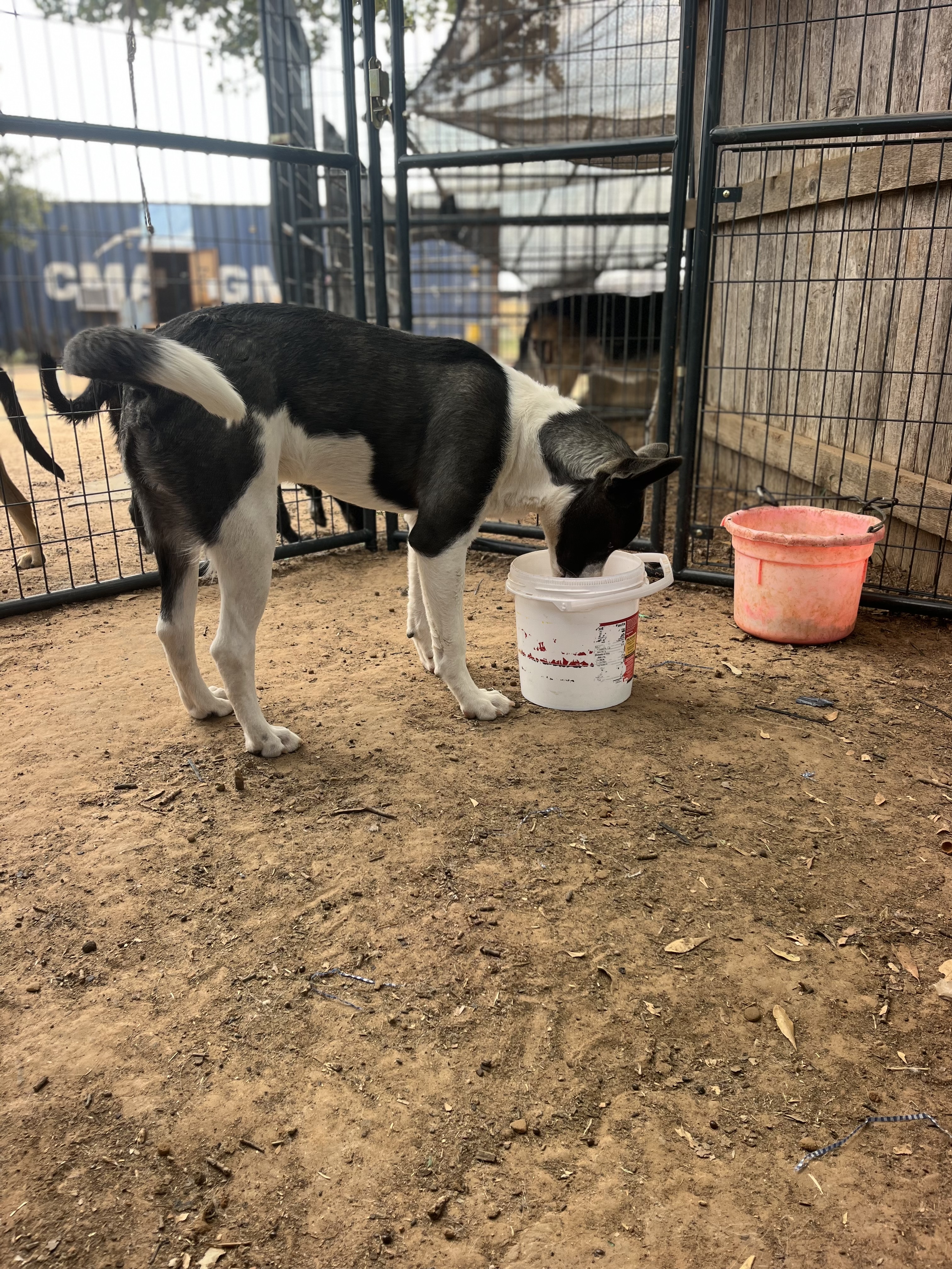 Rookie, Adoptable, Young Male Akita.