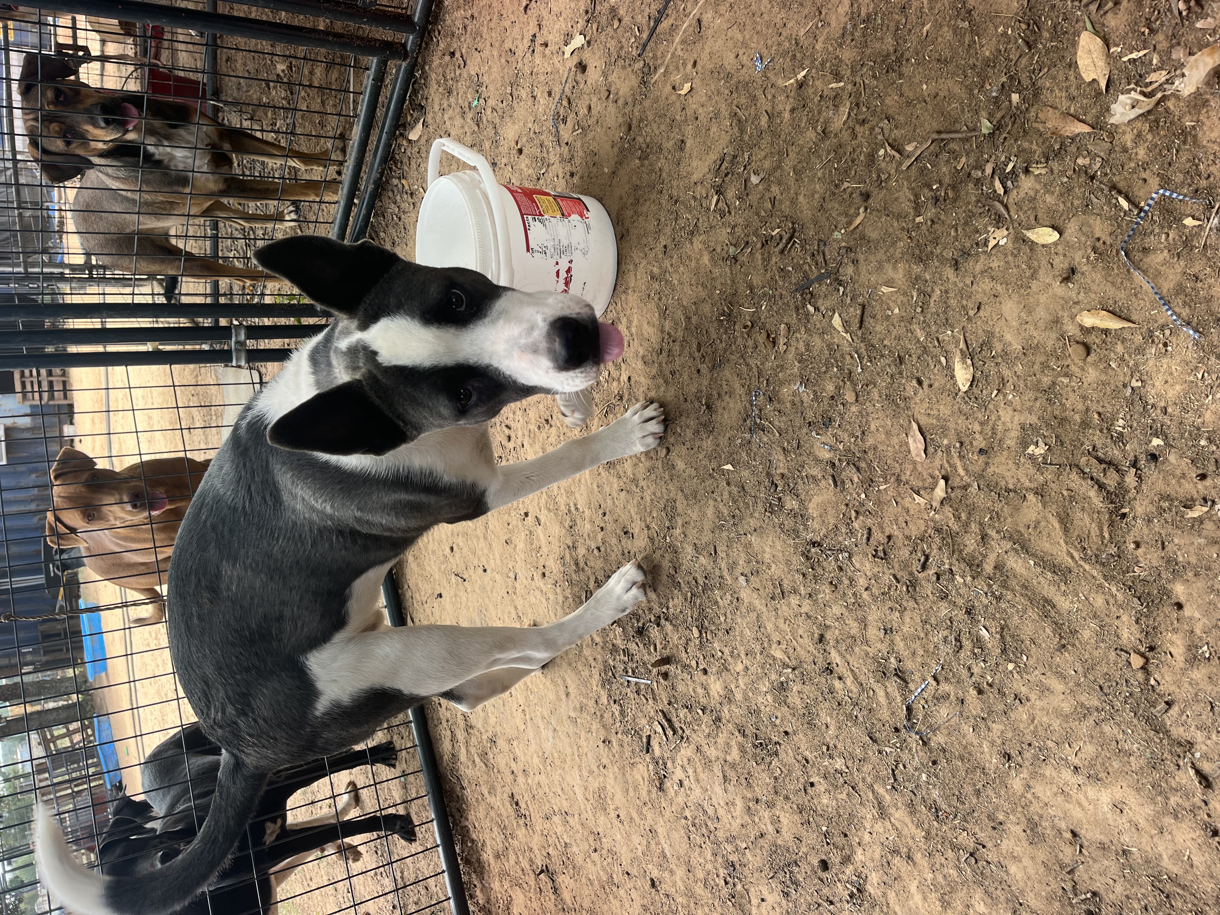 Enlarge Rookie, a Adoptable mixed breed in Paradise, TX image 2/3
