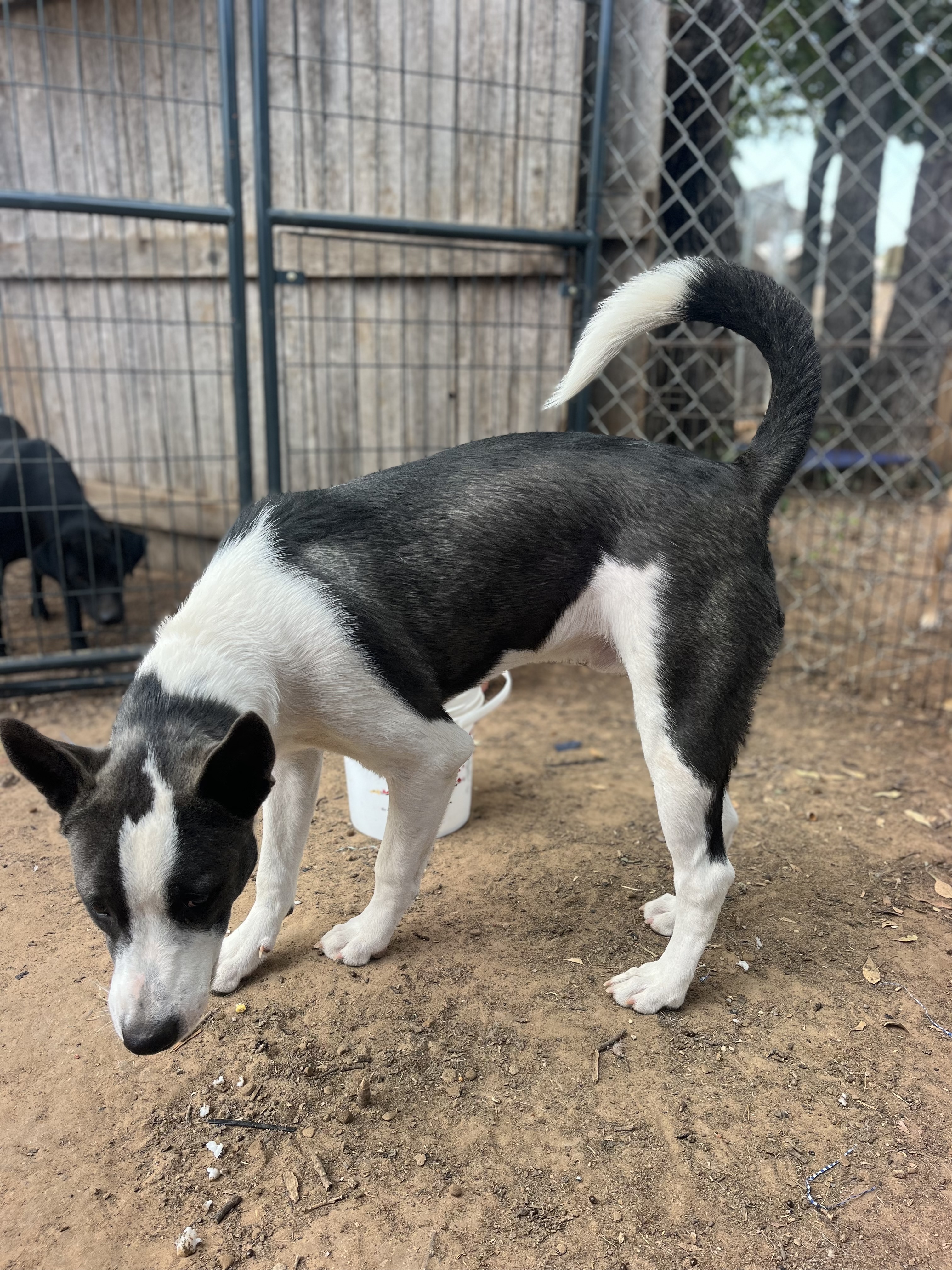 Enlarge Rookie, a Adoptable mixed breed in Paradise, TX image 3/3