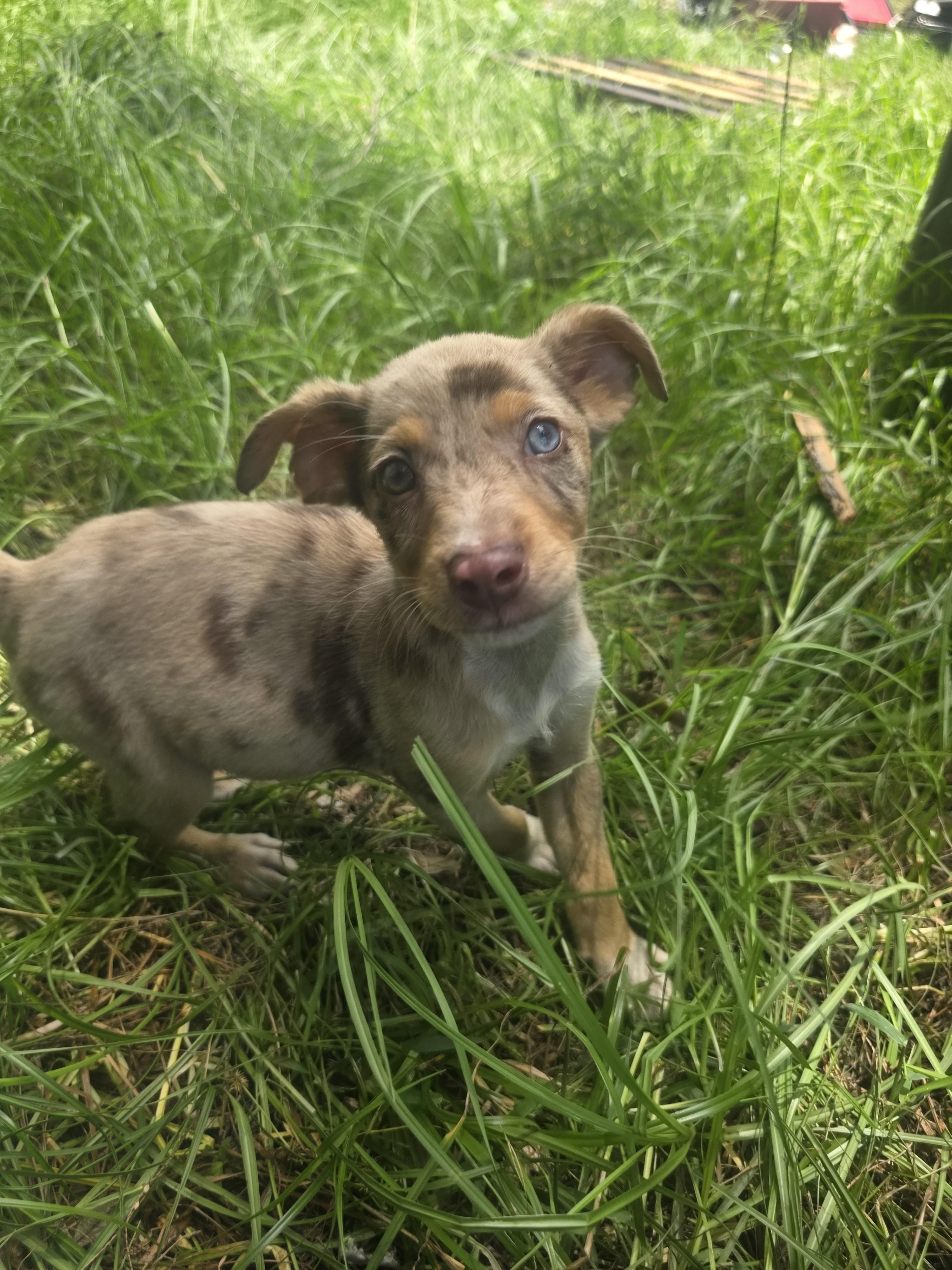 Enlarge Pickles, an adopted mixed breed in Boca Raton, FL image 3/3