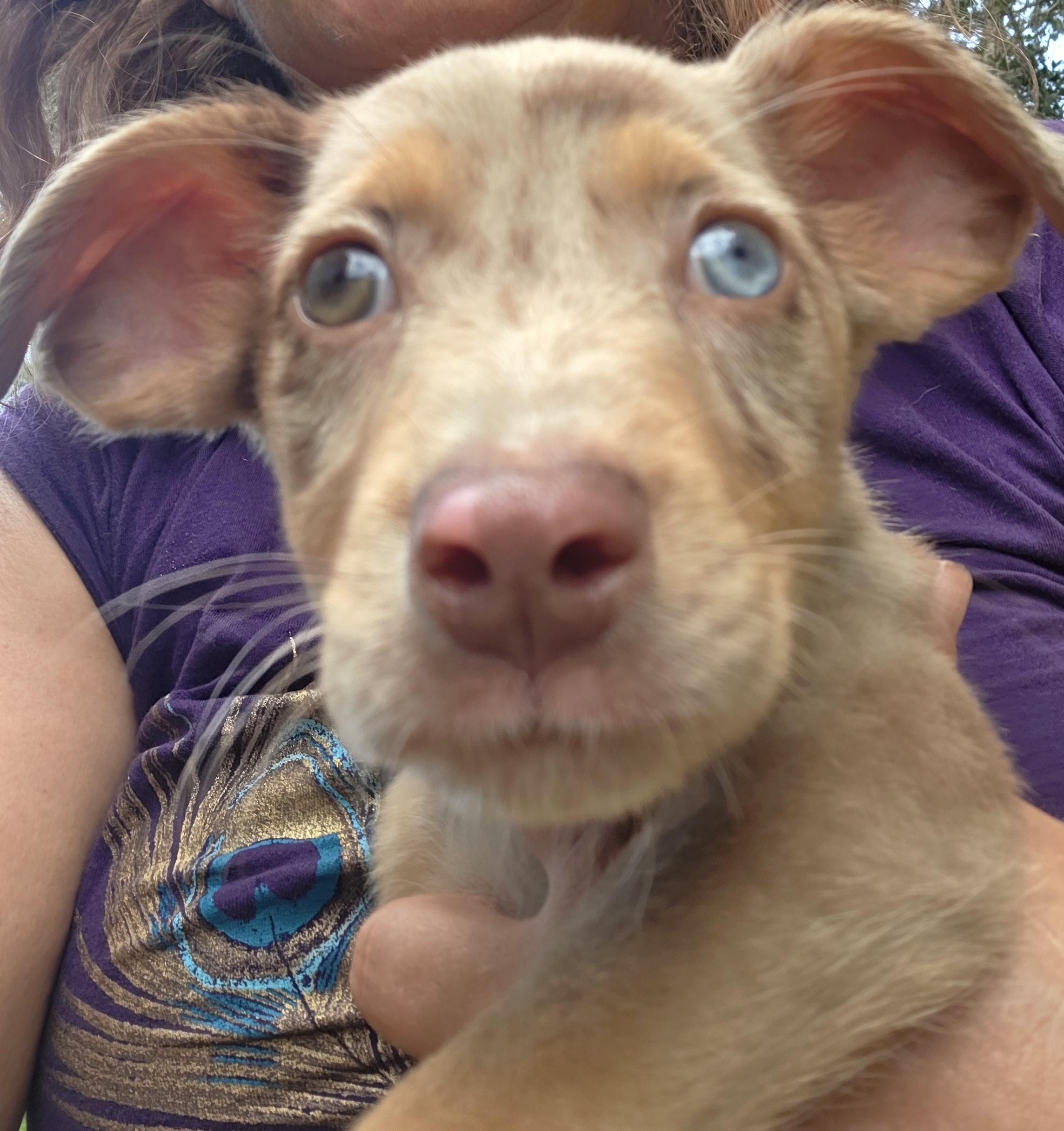 Enlarge Pickles, an adopted mixed breed in Boca Raton, FL image 2/3