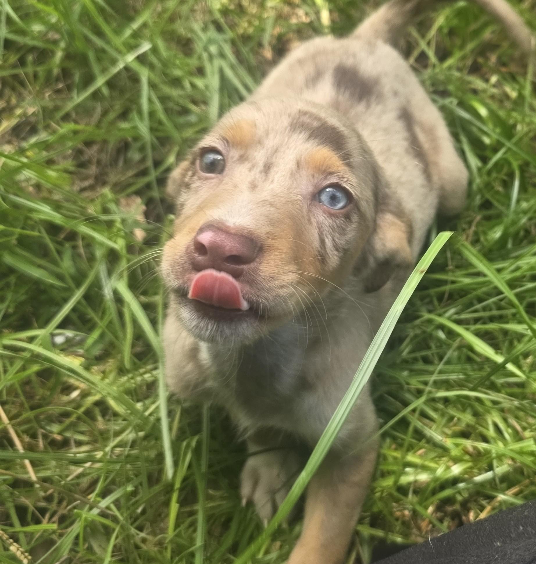 Pickles, adopted, Puppy Male Catahoula Leopard Dog.