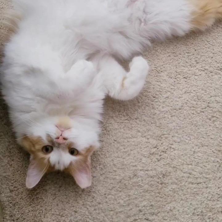 Enlarge Peaches, a Adoptable Domestic Long Hair in Las Vegas, NV image 2/6