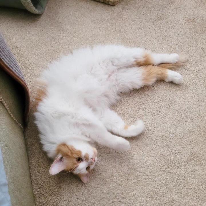 Enlarge Peaches, a Adoptable Domestic Long Hair in Las Vegas, NV image 3/6