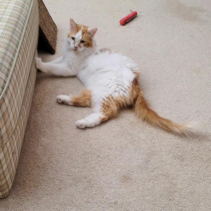 Enlarge Peaches, a Adoptable Domestic Long Hair in Las Vegas, NV image 4/6