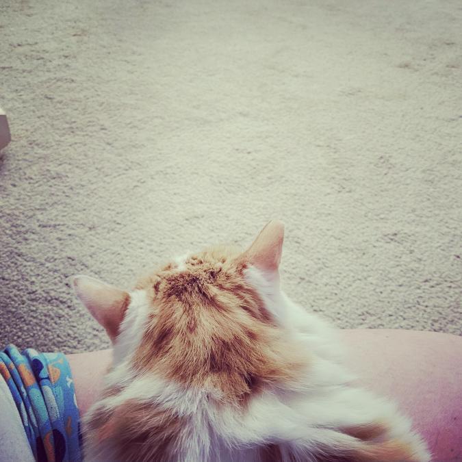 Enlarge Peaches, a Adoptable Domestic Long Hair in Las Vegas, NV image 5/6