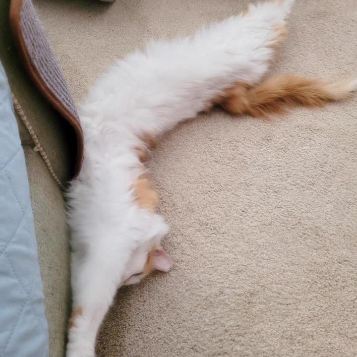 Enlarge Peaches, a Adoptable Domestic Long Hair in Las Vegas, NV image 6/6