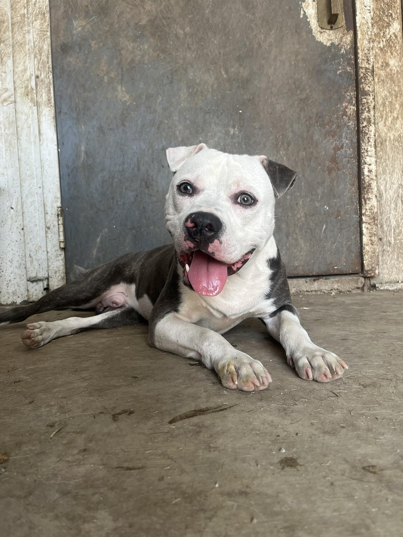 Clyde - ADOPTION FEE WAIVED!