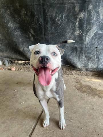 Enlarge Clyde - ADOPTION FEE WAIVED!, a Adoptable mixed breed in Muncie, IN image 3/6