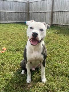Clyde - ADOPTION FEE WAIVED!, Adoptable, Young Male Terrier.
