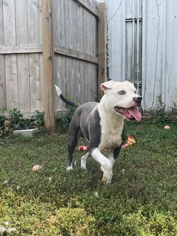 Clyde - ADOPTION FEE WAIVED! — thumbnail 4