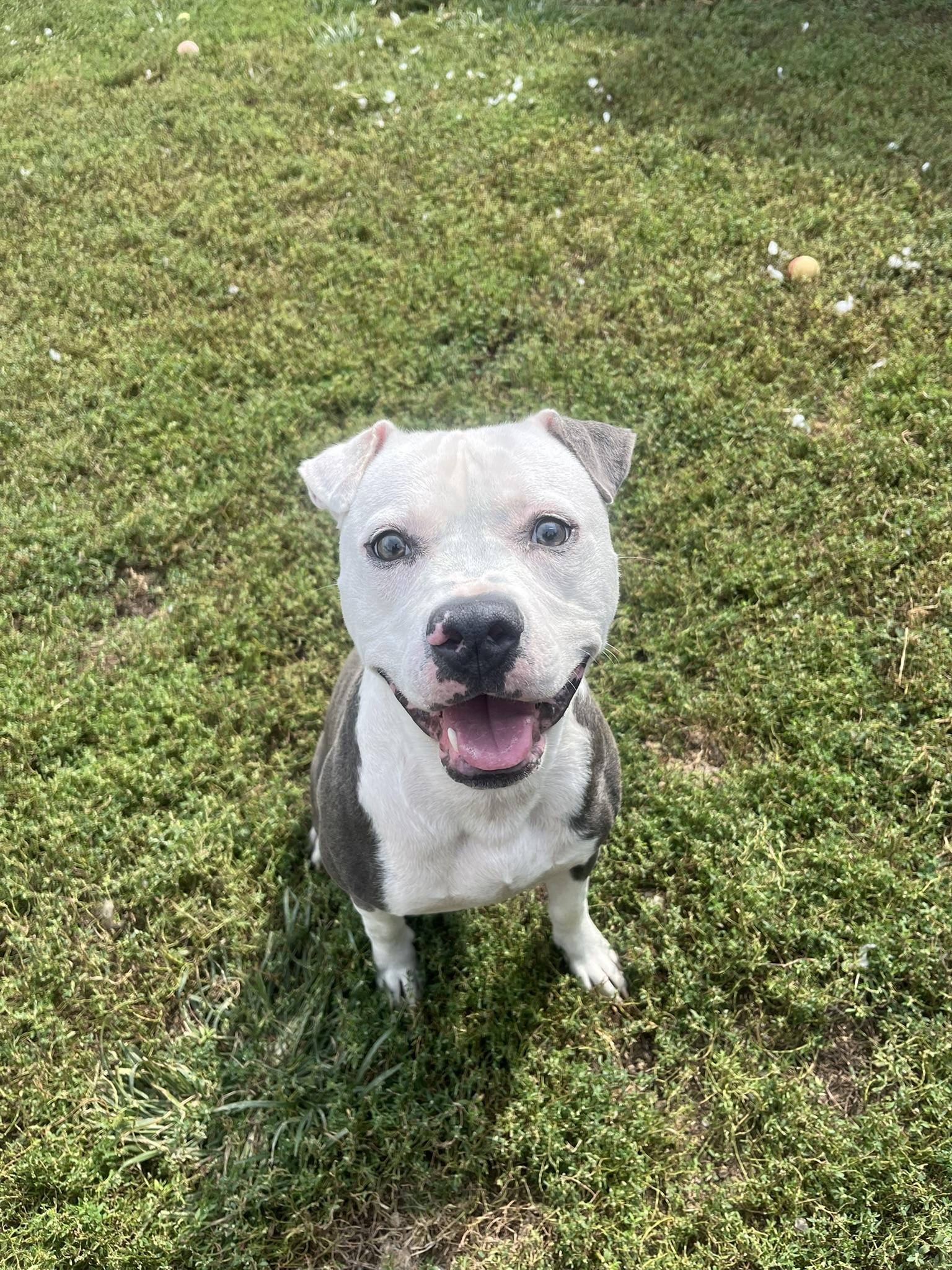 Enlarge Clyde - ADOPTION FEE WAIVED!, a Adoptable mixed breed in Muncie, IN image 4/6