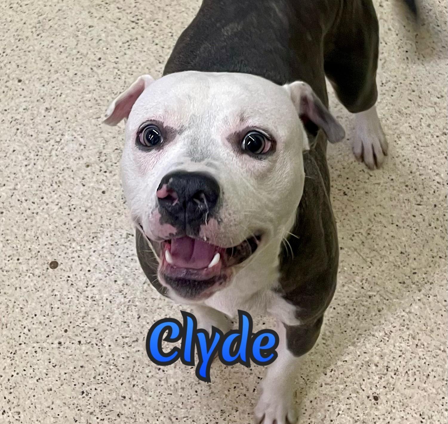 Enlarge Clyde - ADOPTION FEE WAIVED!, a Adoptable mixed breed in Muncie, IN image 6/6