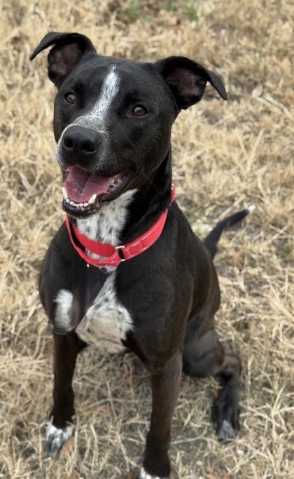 Zander — thumbnail 2