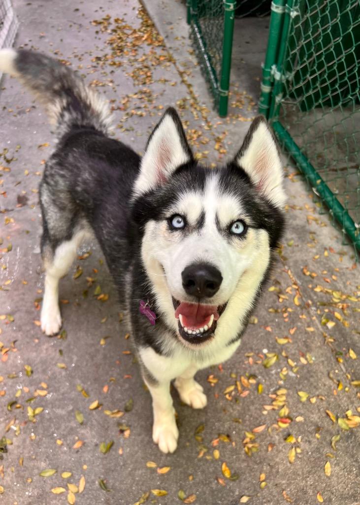 Enlarge Jude, a Adoptable Husky in Canyon Country, CA image 1/6