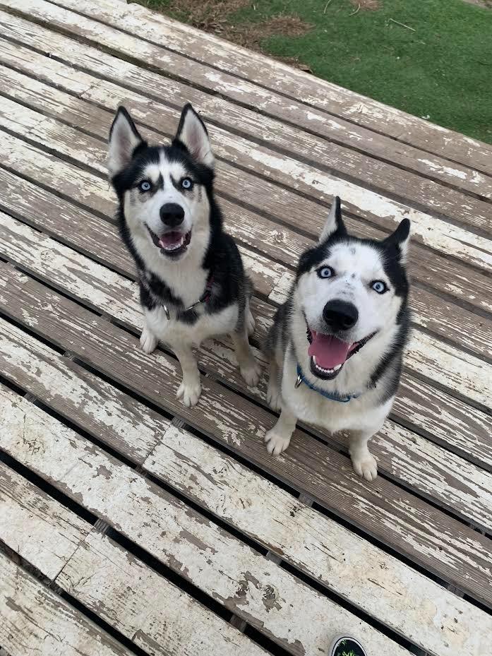 Enlarge Jude, a Adoptable Husky in Canyon Country, CA image 2/6