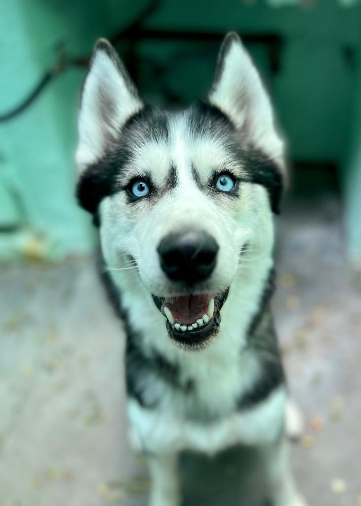 Enlarge Jude, a Adoptable Husky in Canyon Country, CA image 3/6