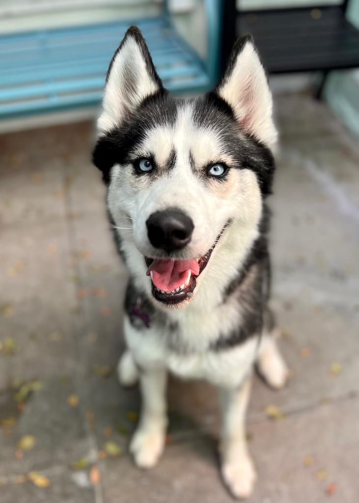 Enlarge Jude, a Adoptable Husky in Canyon Country, CA image 4/6