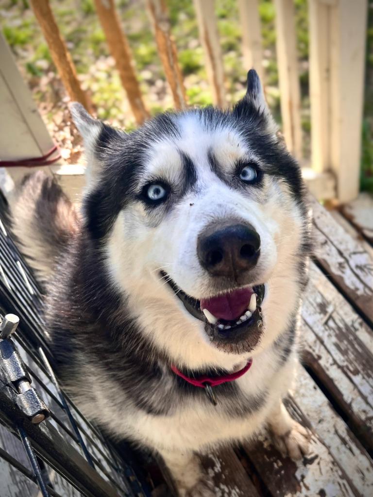 Enlarge Jude, a Adoptable Husky in Canyon Country, CA image 6/6