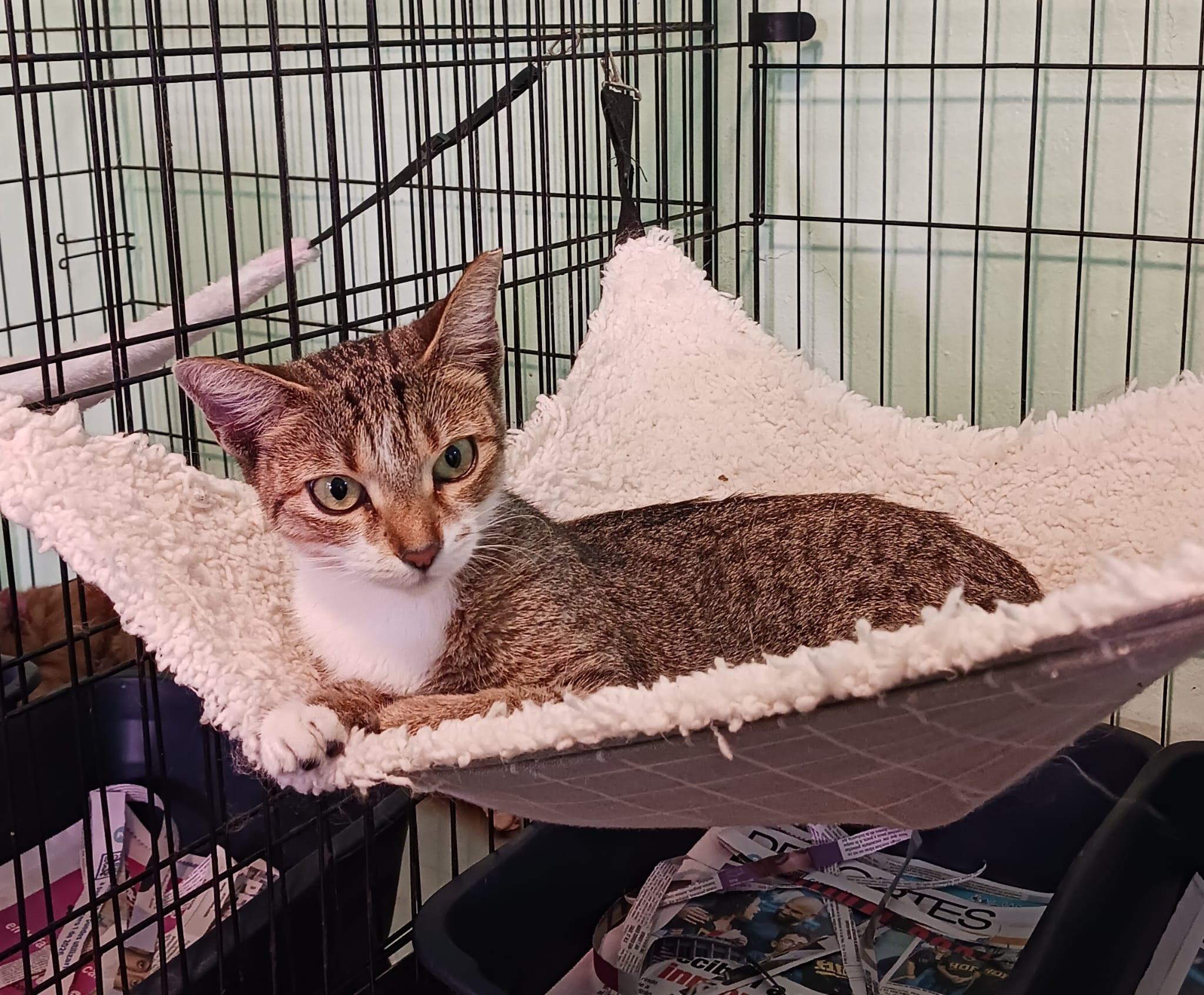 Enlarge Sarm, a Adoptable Domestic Short Hair in Manchester, NH image 1/6